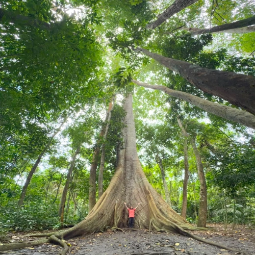 Amazon rainforest, Brazil